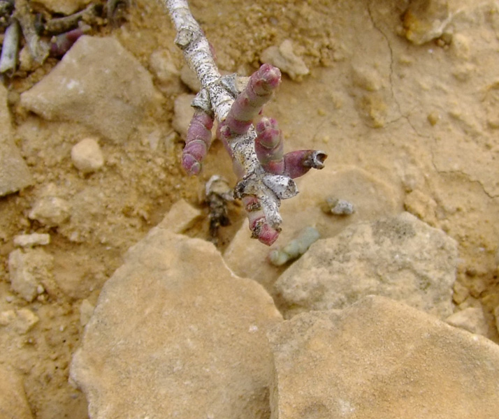 Image of Anabasis articulata specimen.