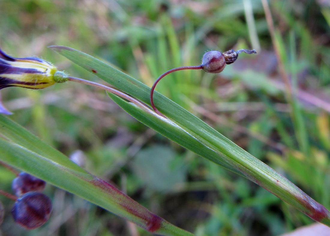 Image of genus Sisyrinchium specimen.