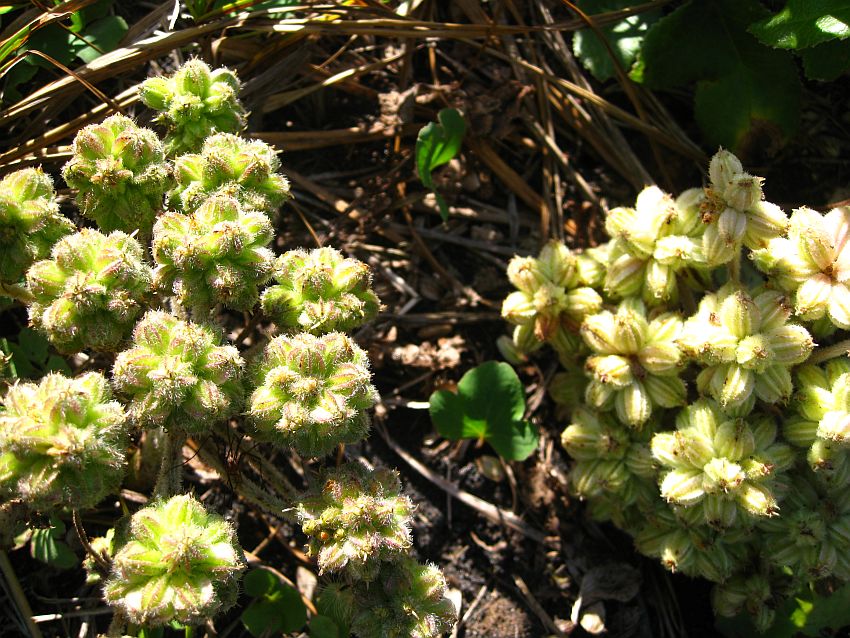 Image of Glehnia litoralis specimen.