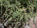 Cicer microphyllum. Плодоносящее растение. Таджикистан, Памир, долина р. Бардара. 09.08.2011.