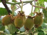 Actinidia chinensis variety deliciosa