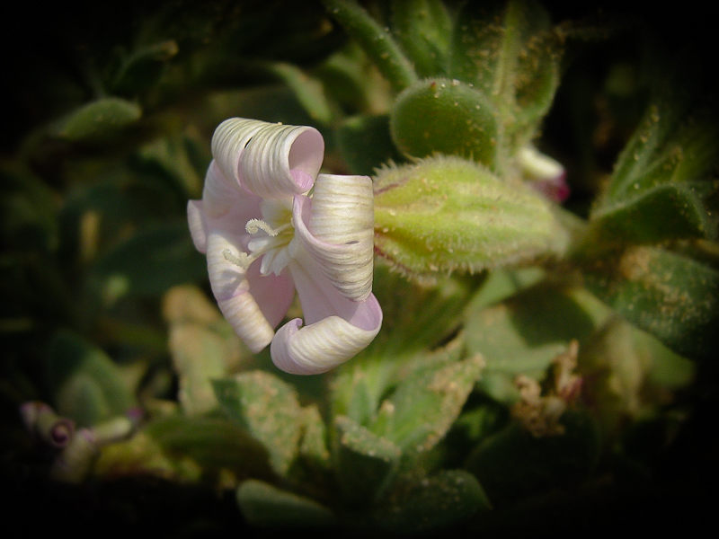 Изображение особи Silene succulenta.