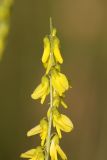 Melilotus officinalis