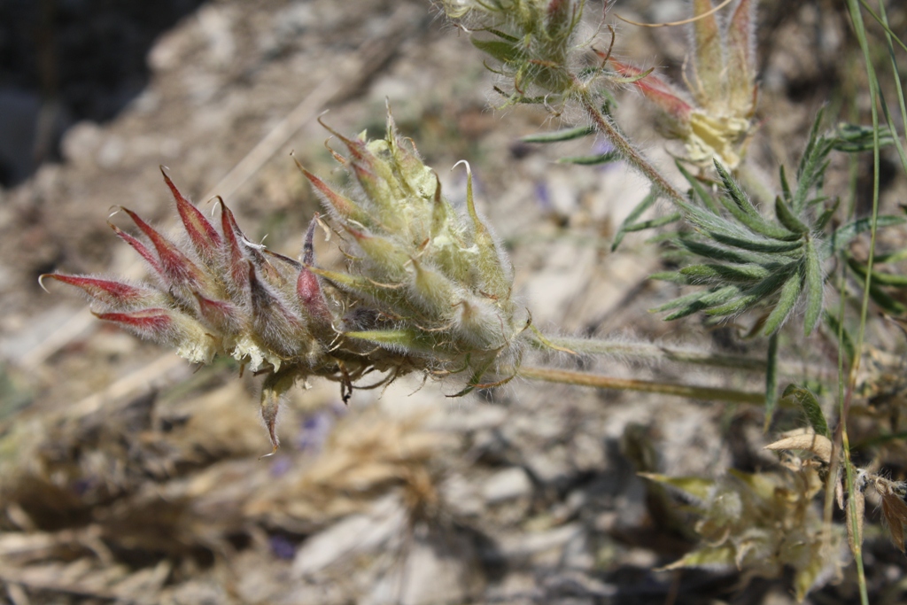 Image of Oxytropis pilosa specimen.