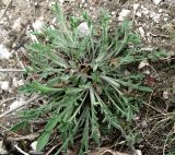 Centaurea sterilis. Молодые листья. Крым, Симферополь, Марьино, степной склон. 14 апреля 2012 г.