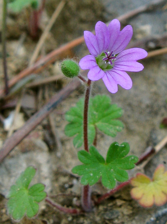 Image of Geranium molle specimen.