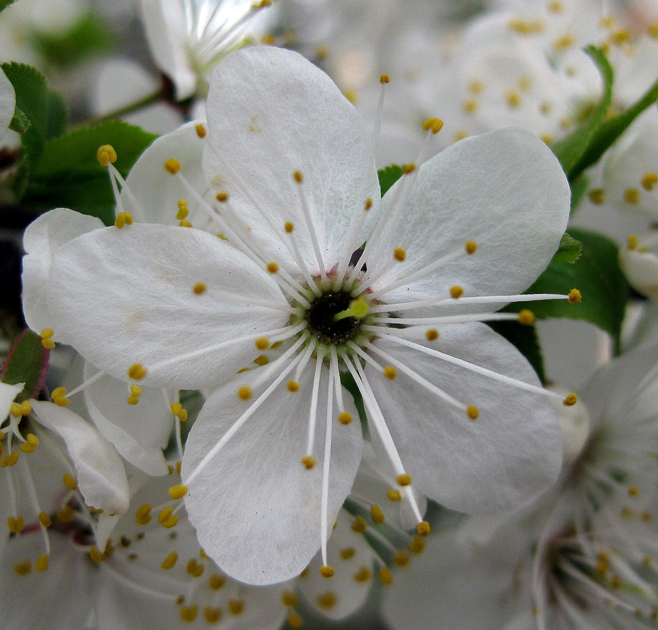 Image of Prunus cerasifera specimen.