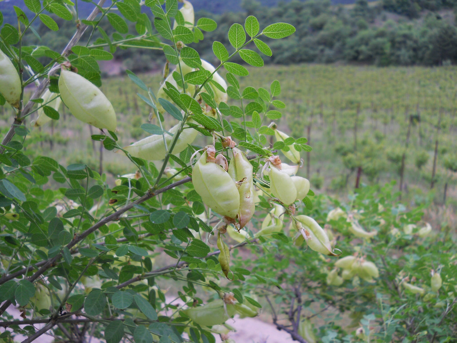 Image of Colutea cilicica specimen.