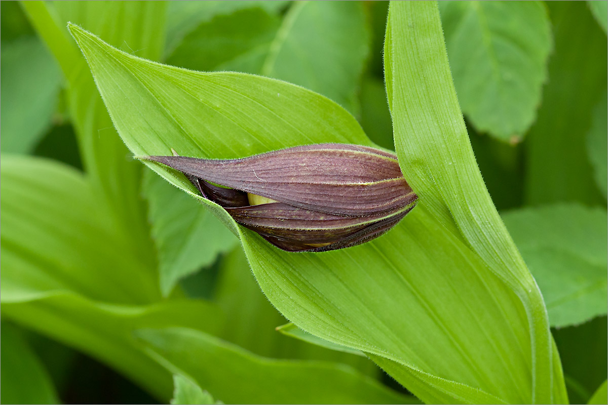 Изображение особи Cypripedium calceolus.