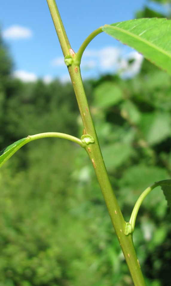 Image of Salix &times; meyeriana specimen.