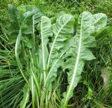 genus Taraxacum. Прикорневые листья (длина до 45-50 см, ширина до 15 см). Мурманская обл., пгт Росляково. 05.08.2012.