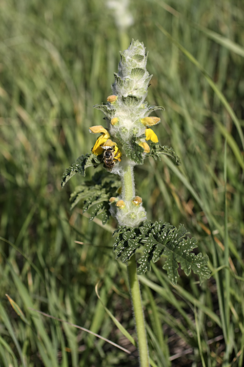 Image of Phlomoides speciosa specimen.