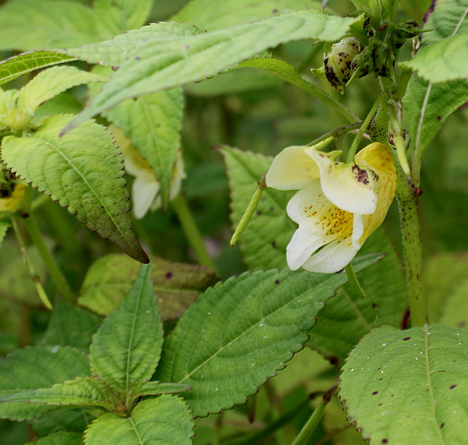 Изображение особи Impatiens scabrida.