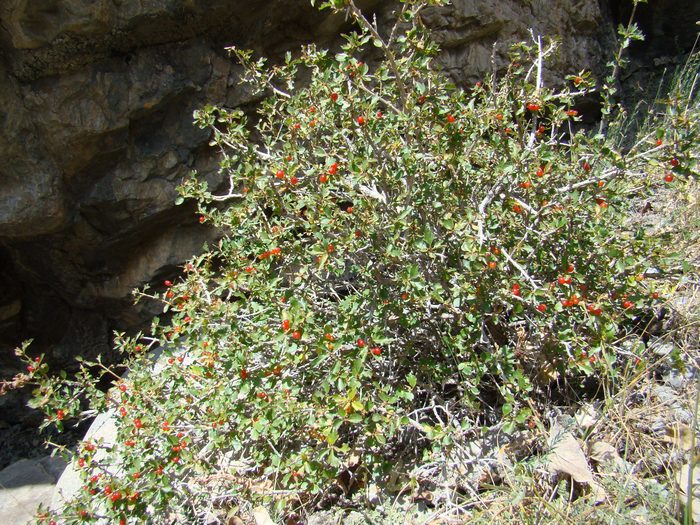 Image of Lonicera paradoxa specimen.