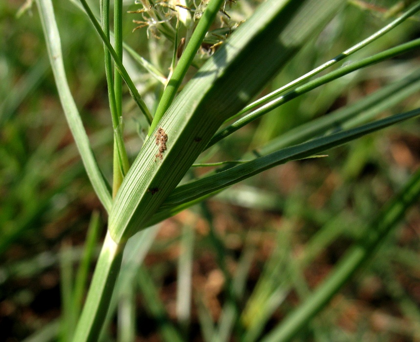 Изображение особи Cyperus rotundus.