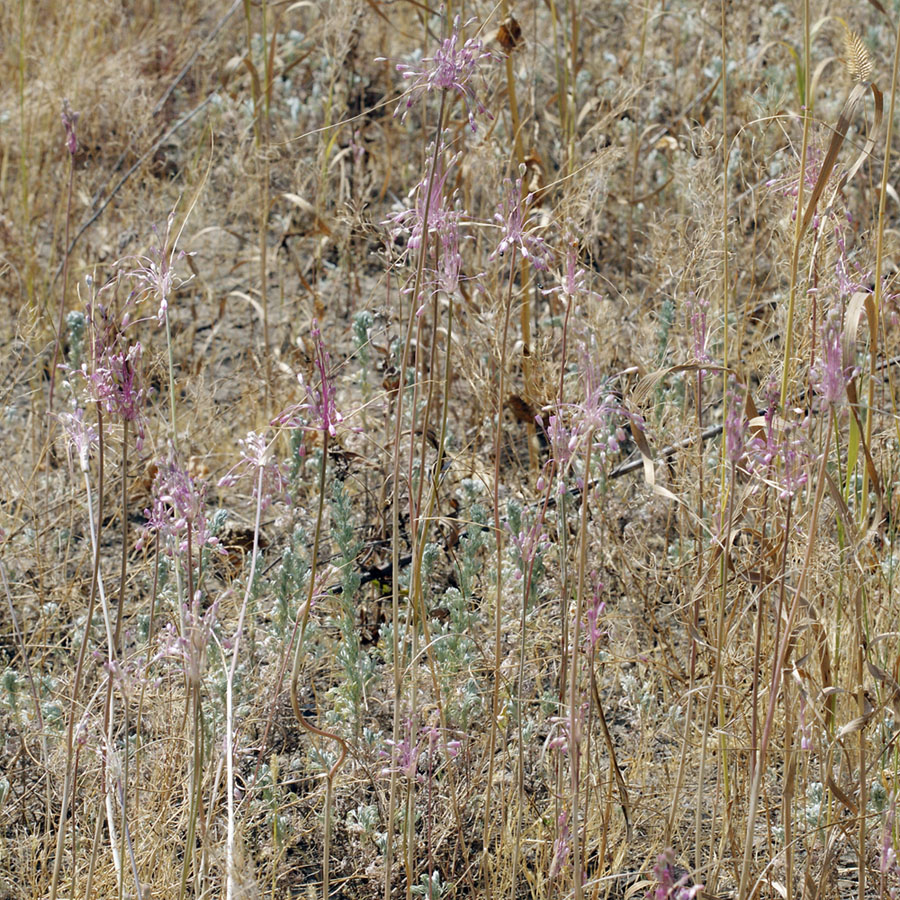 Image of Allium praescissum specimen.