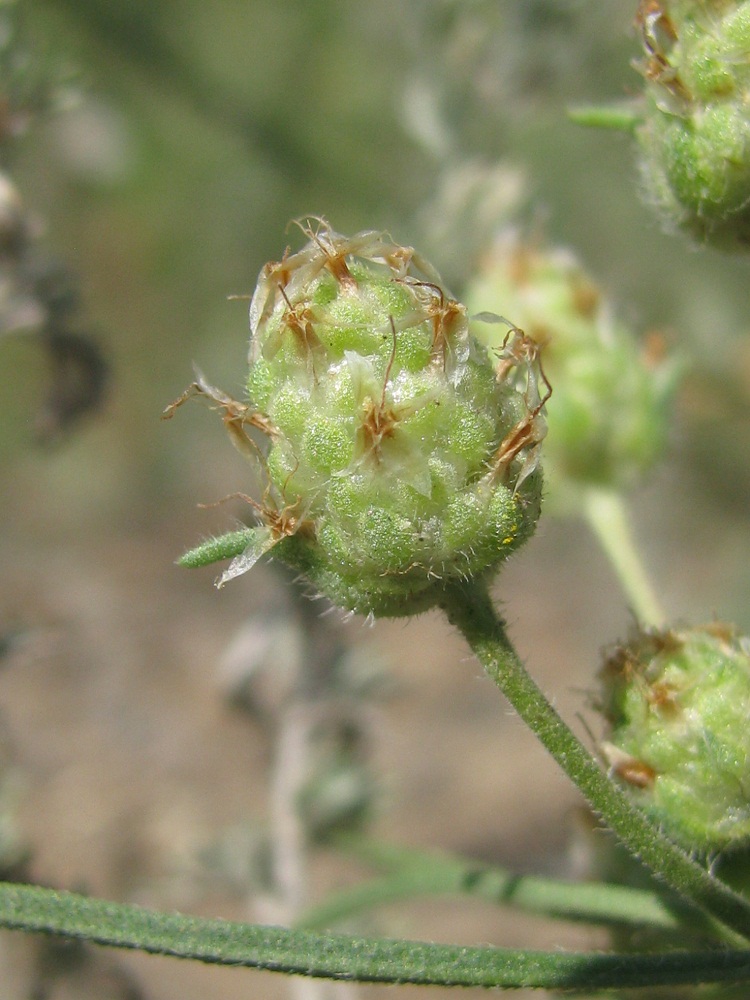 Изображение особи Plantago arenaria.