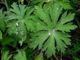 Geranium pratense. Длинночерешковые листья в прикорневой части растения, диаметр пластинки до 15 см. Киев, луг возле Святошинского озера, 3 июля 2008 г.