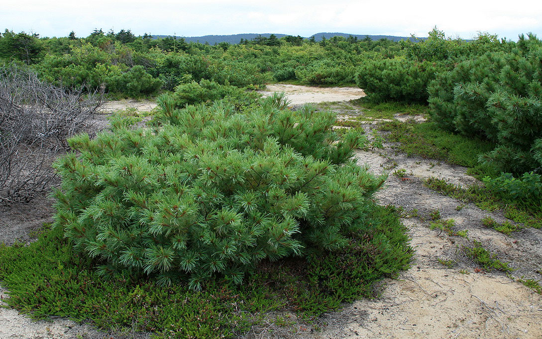 Image of Pinus pumila specimen.