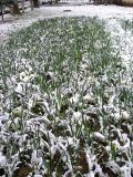 Narcissus pseudonarcissus. Цветущие растения под снегом. Узбекистан, г. Ташкент, пос. Улугбек. 27.03.2005.