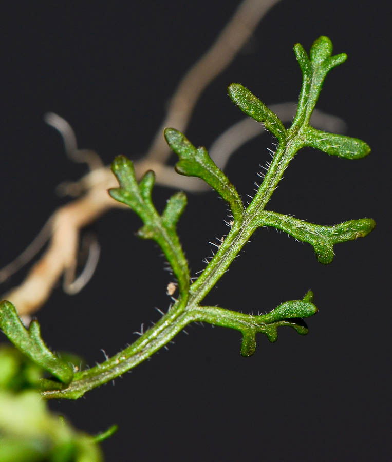 Image of Carrichtera annua specimen.