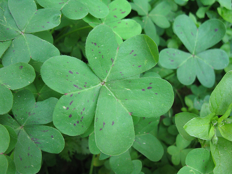 Image of Oxalis pes-caprae specimen.