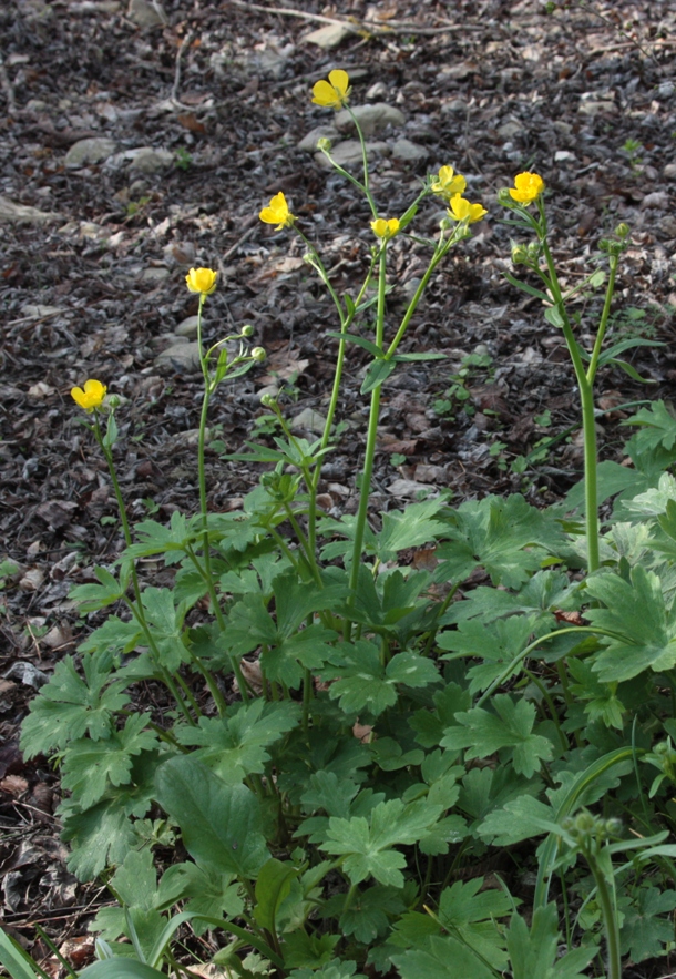 Изображение особи Ranunculus constantinopolitanus.