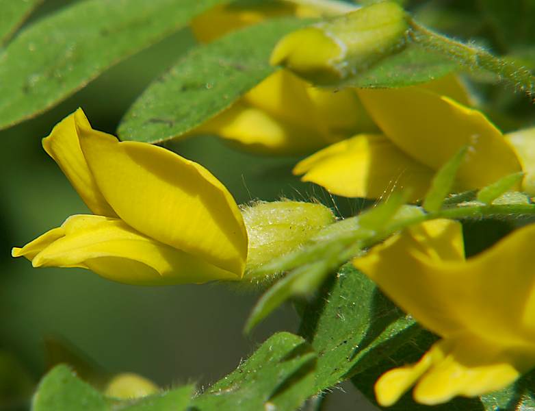 Image of Caragana arborescens specimen.