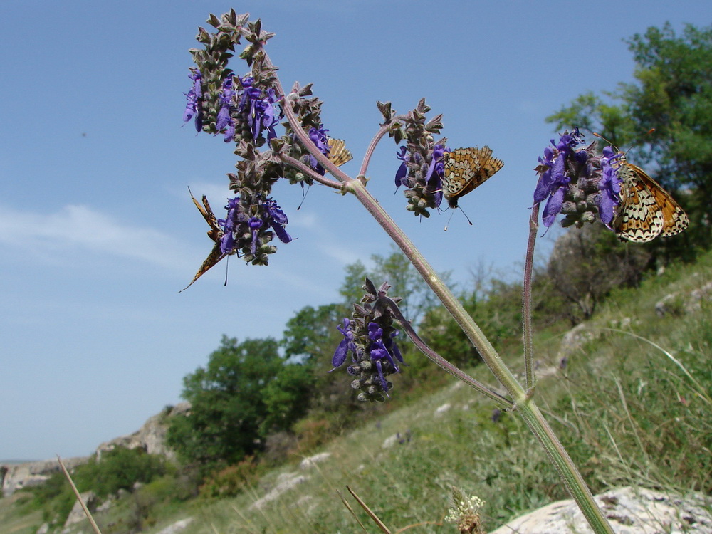 Image of Salvia nutans specimen.