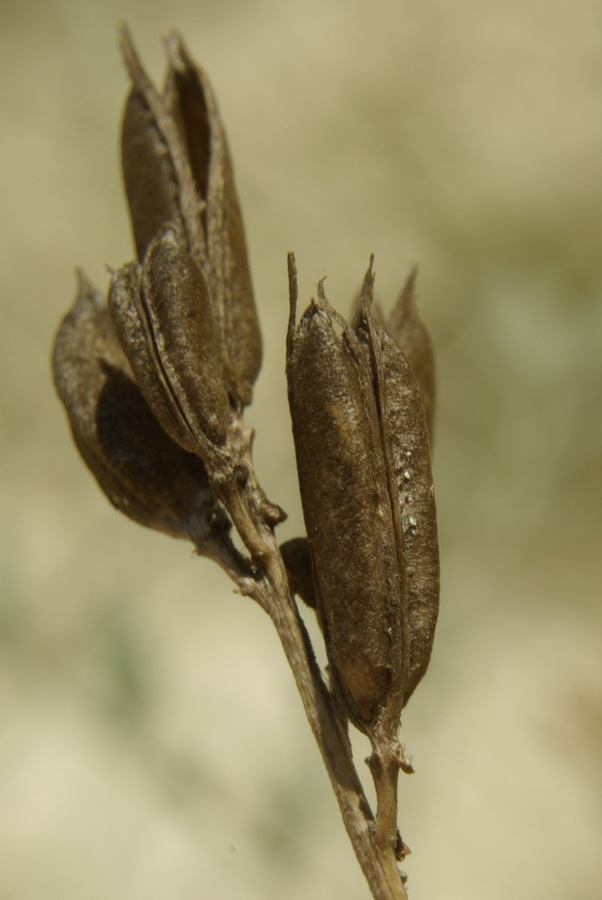 Image of Astragalus glaucus specimen.