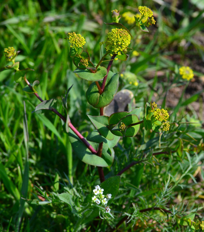 Изображение особи Lepidium perfoliatum.