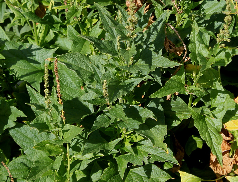 Image of Blitum bonus-henricus specimen.