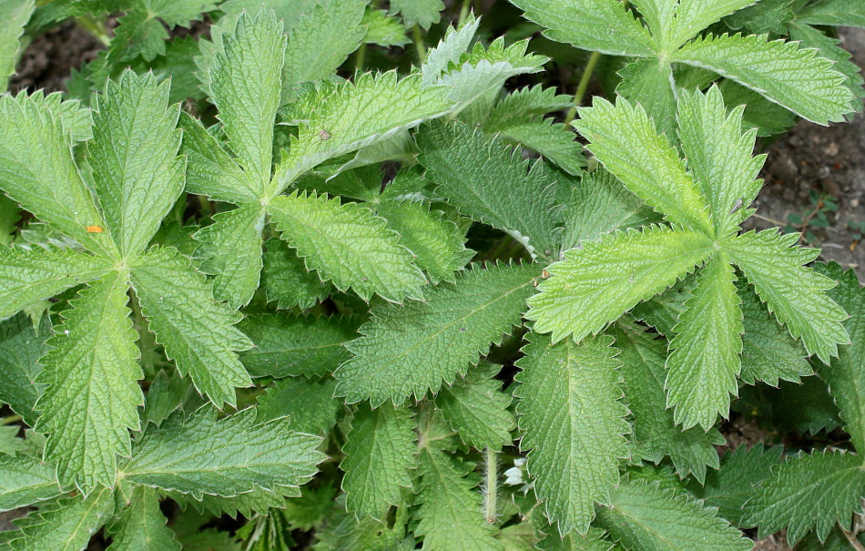 Изображение особи Potentilla thurberi.