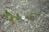 View full-size image Convolvulus arvensis