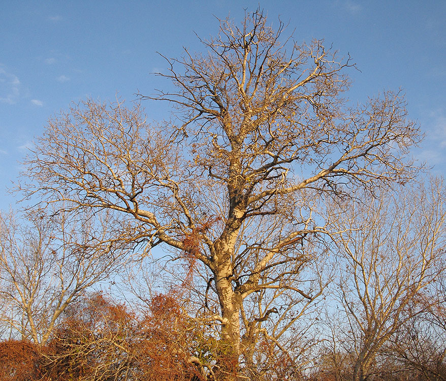 Image of Populus alba specimen.