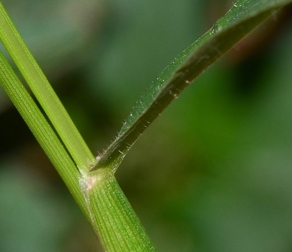 Image of Setaria adhaerens specimen.