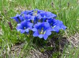 Gentiana grandiflora