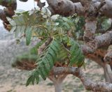 Boswellia elongata. Верхушка ветви. Сокотра, плато Хомхи. 29.12.2013.