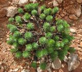 Euryops arabicus. Расцветающее растение. Сокотра, плато Диксам. 30.12.2013.