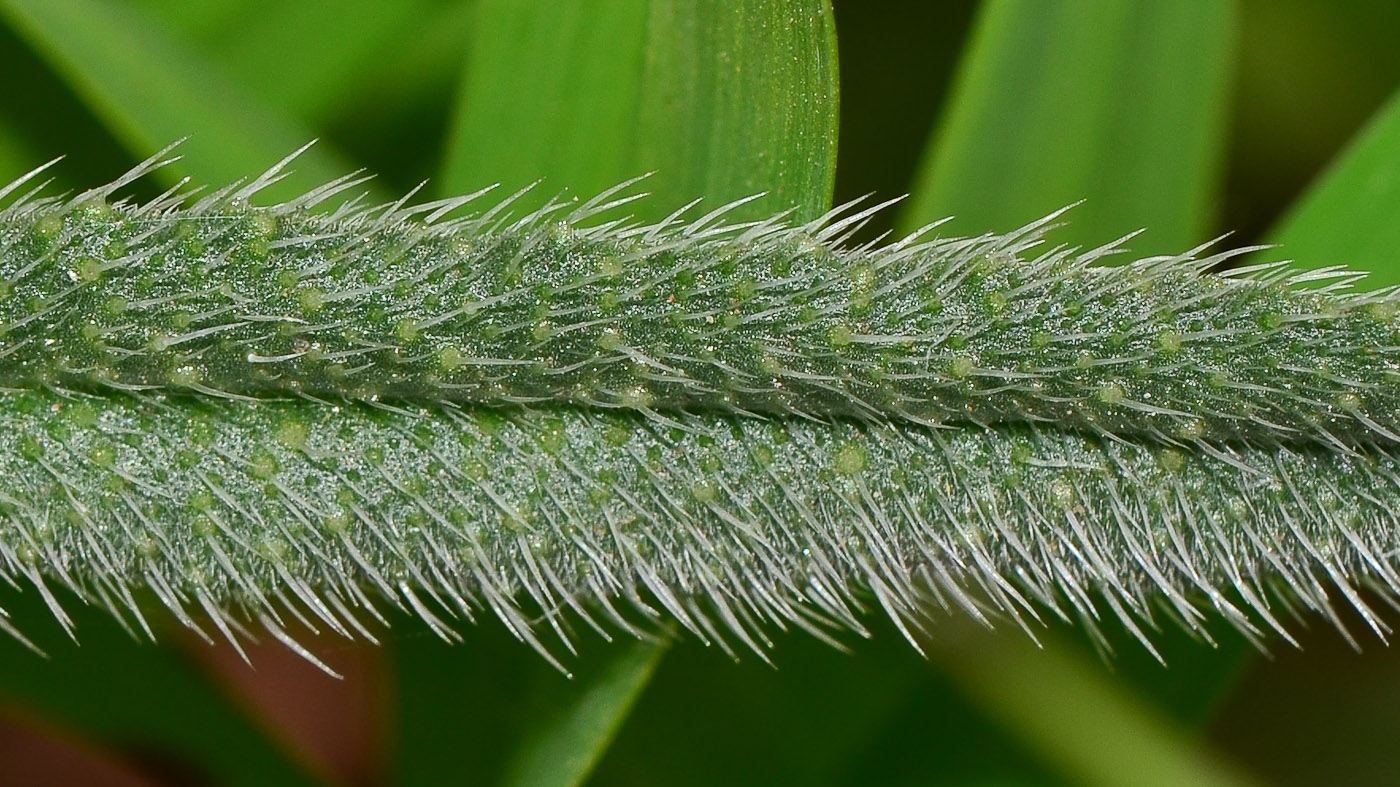 Изображение особи Echium angustifolium.