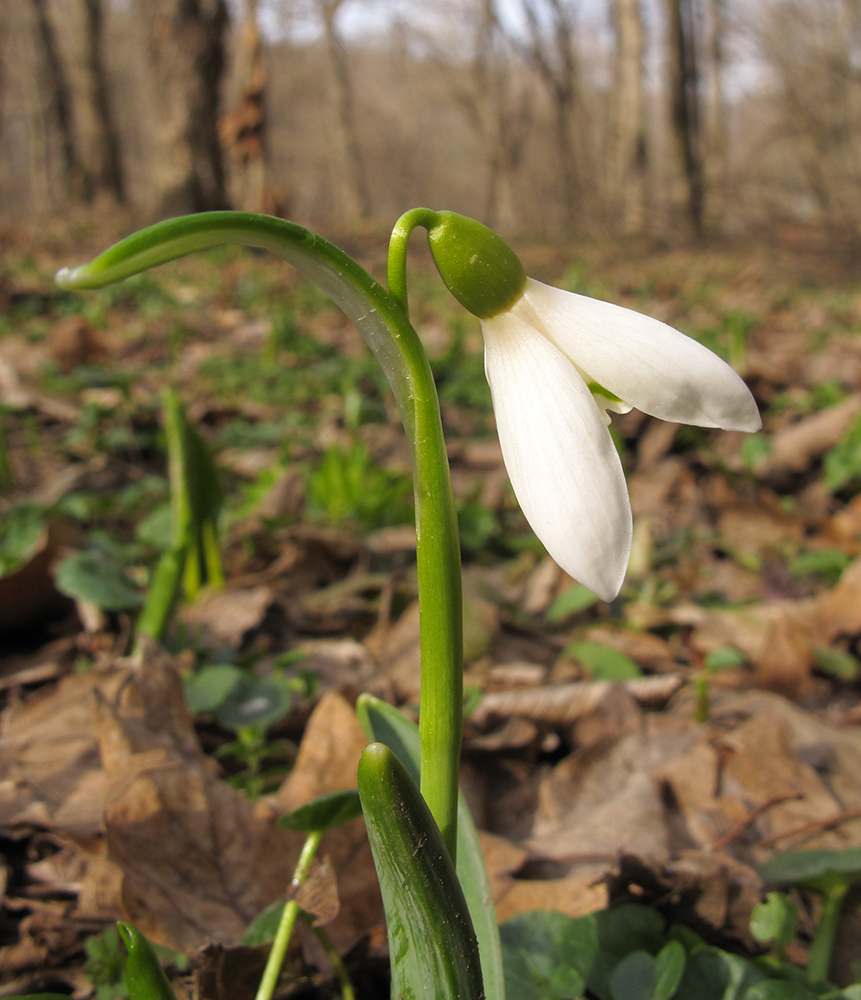 Изображение особи Galanthus alpinus.