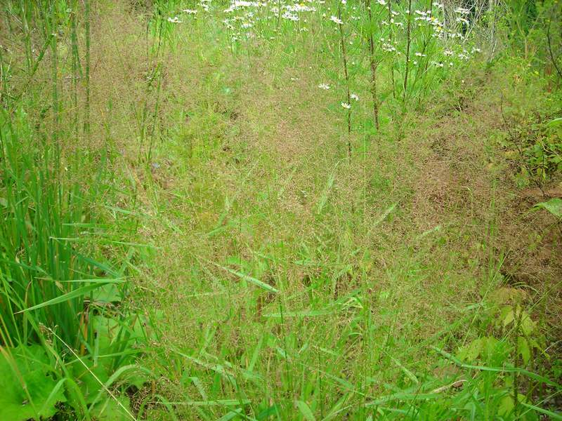 Image of Agrostis gigantea specimen.