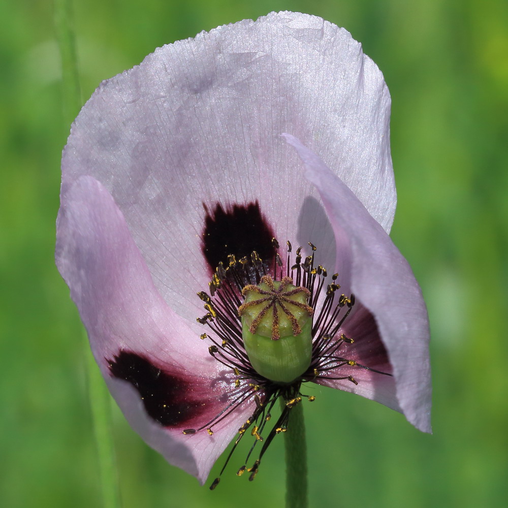 Image of genus Papaver specimen.