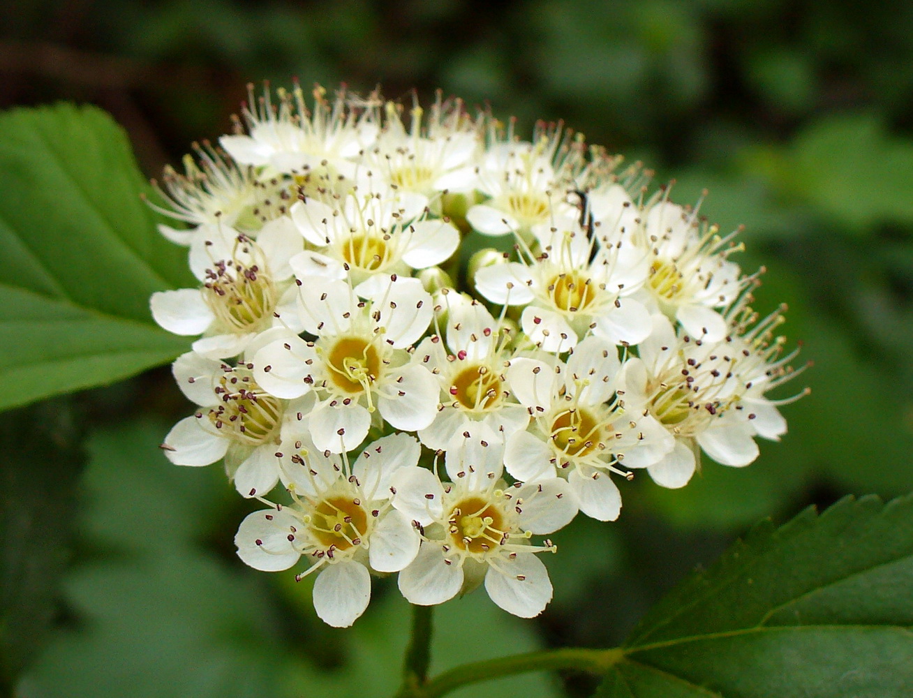 Image of Physocarpus opulifolius specimen.