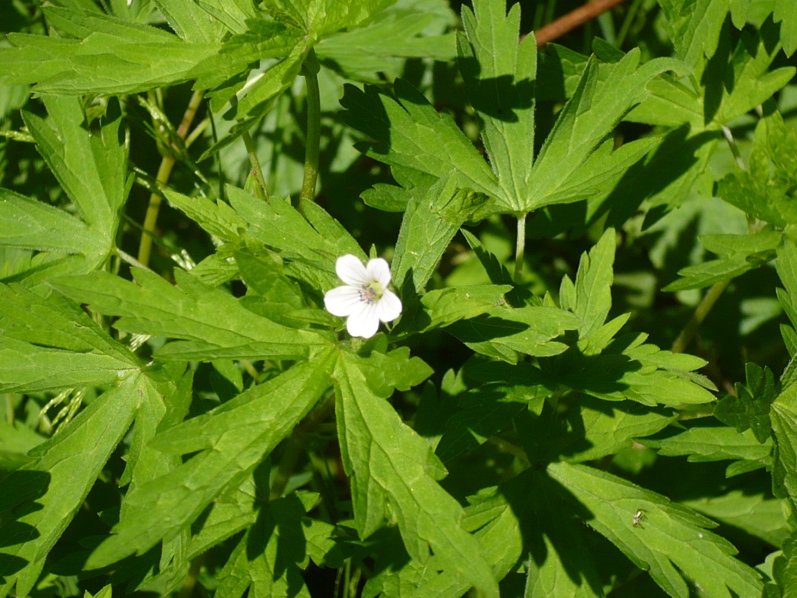 Image of Geranium sibiricum specimen.