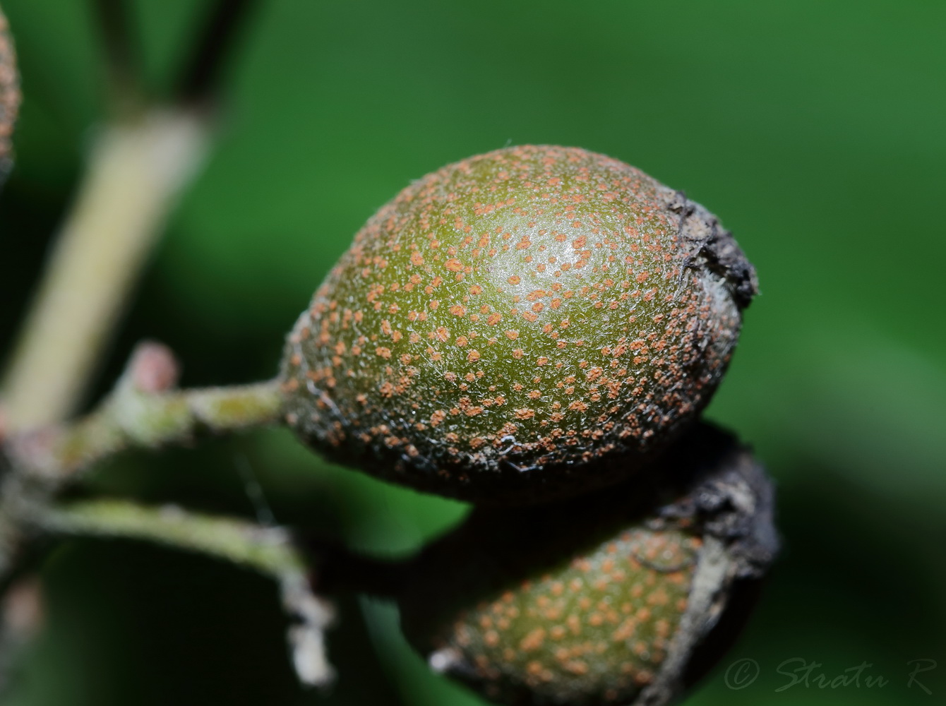 Image of Sorbus torminalis specimen.