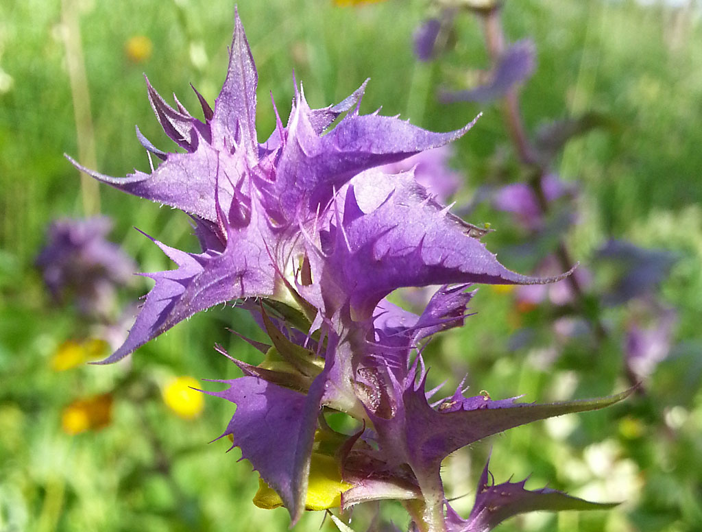 Image of Melampyrum nemorosum specimen.