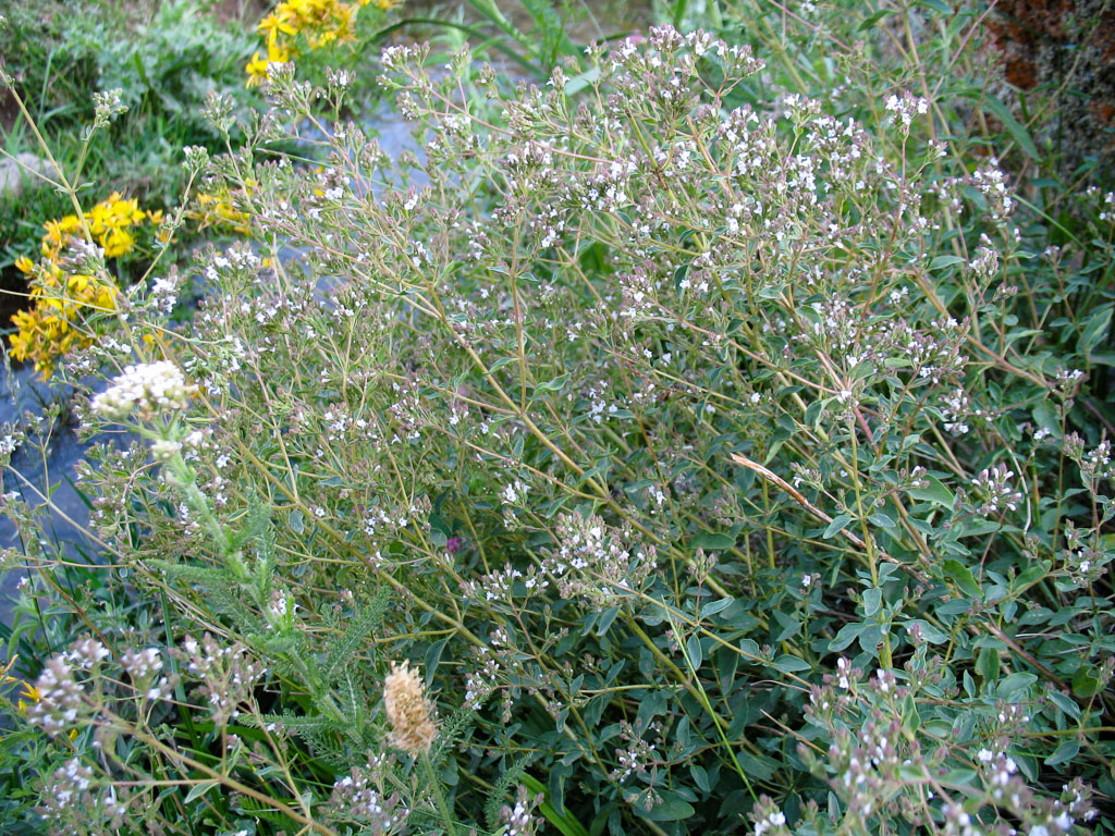 Image of Origanum tyttanthum specimen.