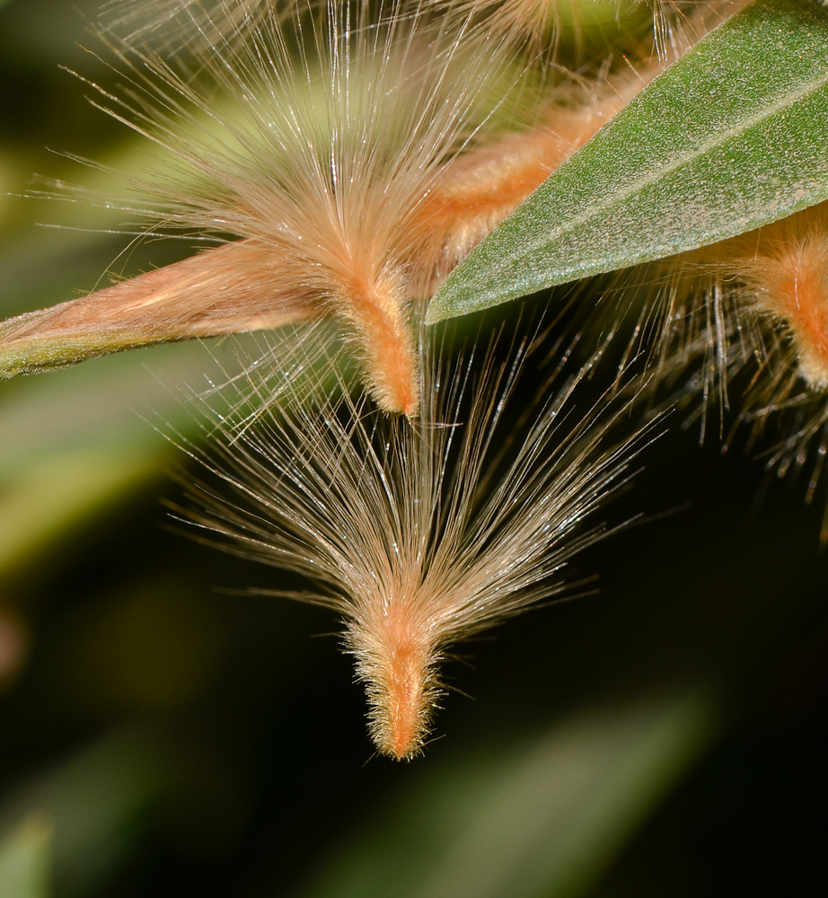 Image of Nerium oleander specimen.