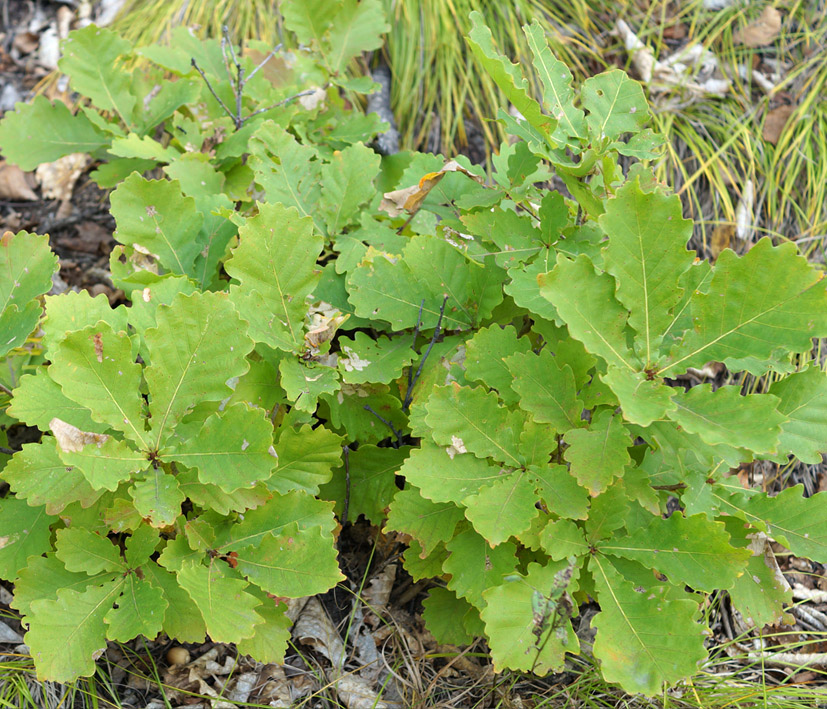 Изображение особи Quercus mongolica.